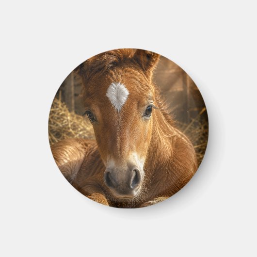 Goldener Schlummer sanftes Fohlen Magnet (Vorne)