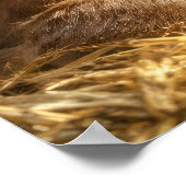 Goldener Schlummer sanftes Fohlen Poster (Ecke)