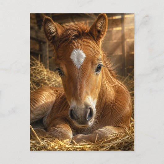 Goldener Schlummer sanftes Fohlen Postkarte (Vorderseite)