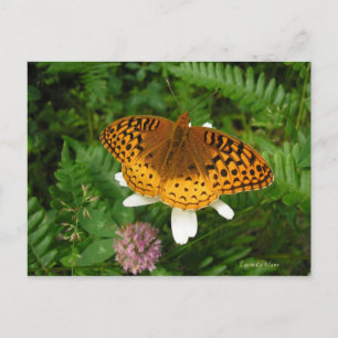 Goldener Schmetterling Postkarte