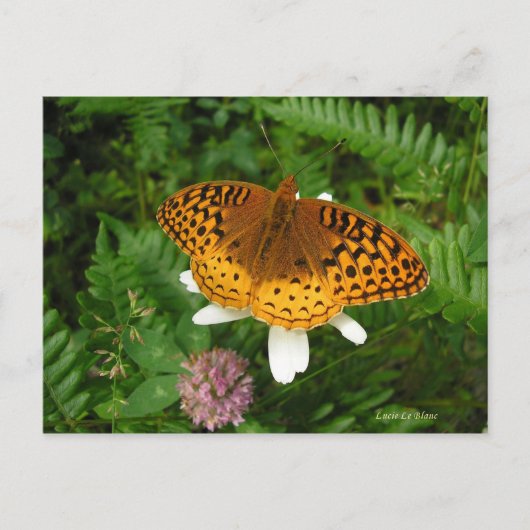 Goldener Schmetterling Postkarte (Vorderseite)
