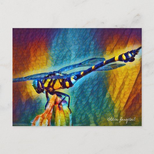 Goldener Schwanz: Postkarte (Vorderseite)