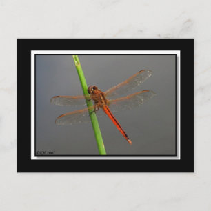 Goldener Skimmer Libellula auripennis Postkarte