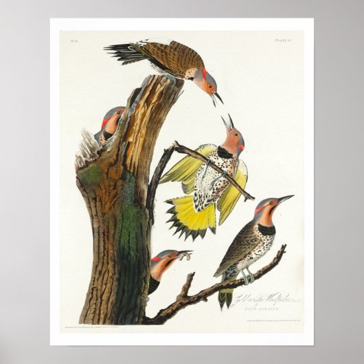 Goldener Specker von Audubon Poster (Vorne)
