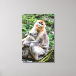 Goldener Stumpfnasen-Affe mit Baby Leinwanddruck