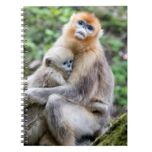 Goldener Stumpfnasen-Affe mit Baby Notizblock