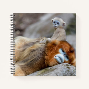 Goldener Stumpfnasen-Affe Vater mit Baby Notizblock