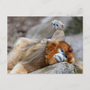 Goldener Stumpfnasen-Affe Vater mit Baby Postkarte