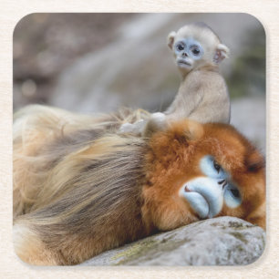 Goldener Stumpfnasen-Affe Vater mit Baby Rechteckiger Pappuntersetzer
