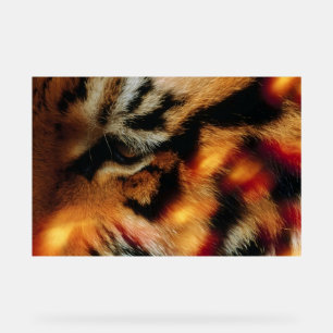 Goldener Tiger-Augen Nahaufnahme-Wildtierposter Acrylschild