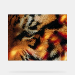 Goldener Tiger-Augen Nahaufnahme-Wildtierposter Acrylschild