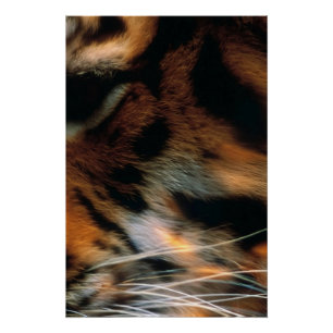 Goldener Tigerauge Nahaufnahme Wildlife Poster