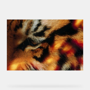 Goldener Tigerauge Nahaufnahme-Wildlife-Poster Acrylschild