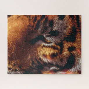 Goldener Tigerauge Nahaufnahme Wildlife Puzzle