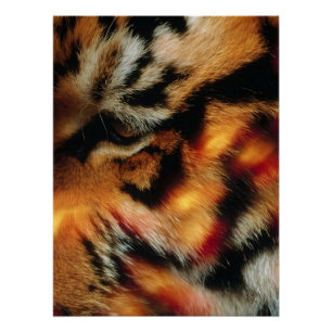 Goldener Tigerauge Nahaufnahme-Wildtierposter Poster