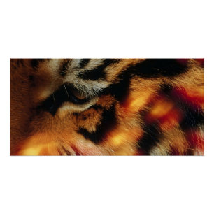 Goldener Tigerauge Nahaufnahme-Wildtierposter Poster