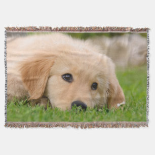 Goldener träumender Retriever-niedlicher Decke