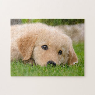 Goldener träumender Retriever-niedlicher Welpe, Puzzle