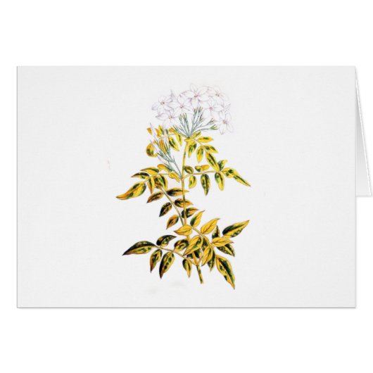 Goldener veränderter Jasmin (Vorderseite (Horizontal))