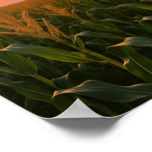 Goldenes Cornfield Sonnenuntergang Hintergrund Poster (Ecke)