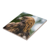 Goldenes Eagle (Aquila chrysaetos) - Utah Fliese (Seite)