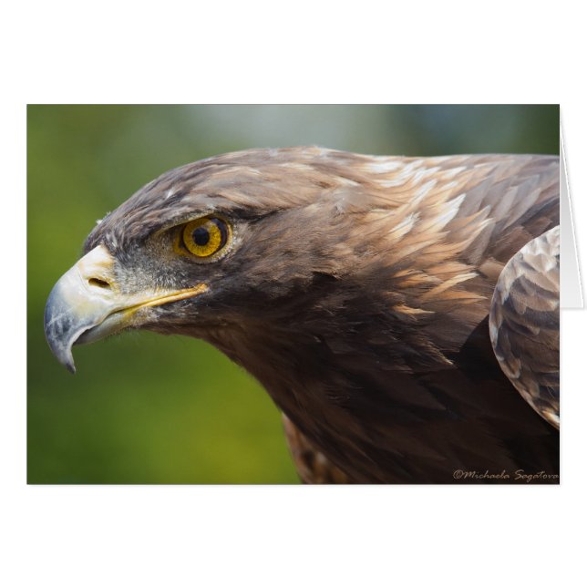 Goldenes Eagle-Nahaufnahme (Vorderseite (Horizontal))