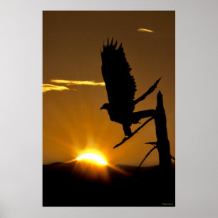 Goldenes Eagle - Nord-CA - Sierra Nevadas Poster