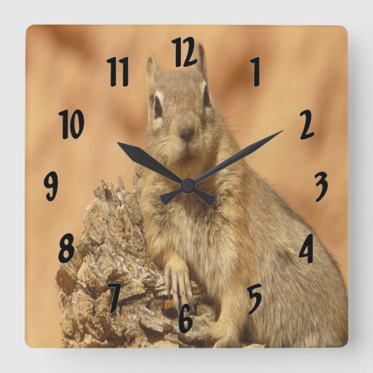 Goldenes Eichhörnchen Quadratische Wanduhr (Vorderseite)