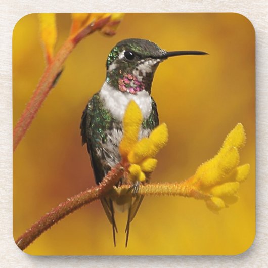 Goldenes Glühen Getränkeuntersetzer (Vorderseite)