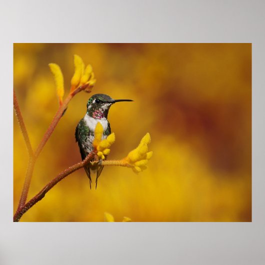 Goldenes Glühen Poster (Vorne)