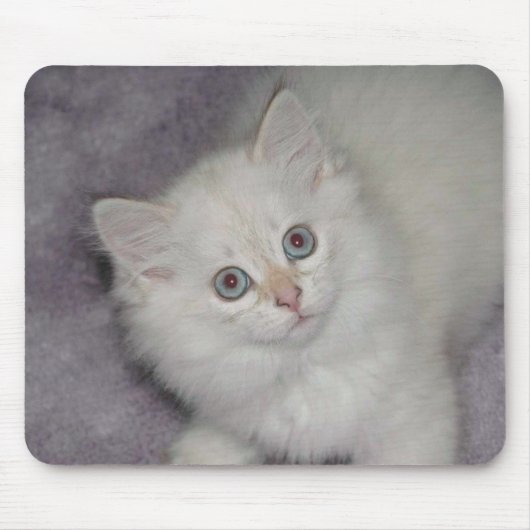 Goldenes Kätzchen Mousepad (Vorne)