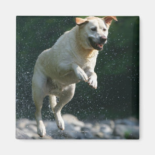 Goldenes Labrador retriever, das in Fluss springt Magnet