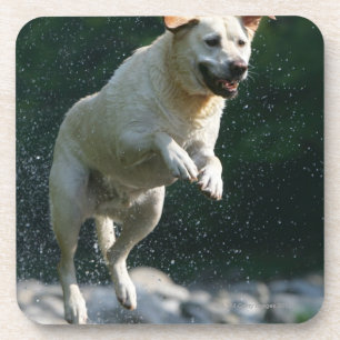 Goldenes Labrador retriever, das in Fluss springt Untersetzer