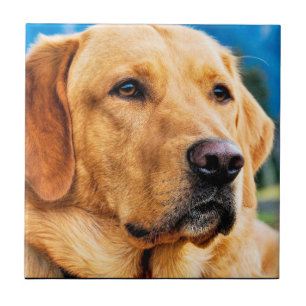 Goldenes Labrador retriever Fliese