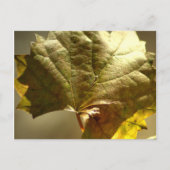 Goldenes Leaf-Foto Postkarte (Vorderseite)