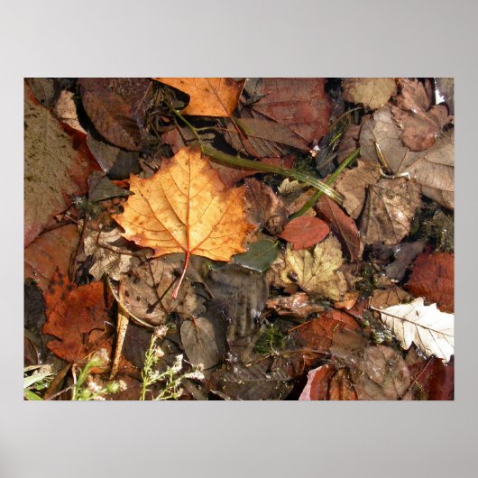 Goldenes Leaf Poster (Vorne)