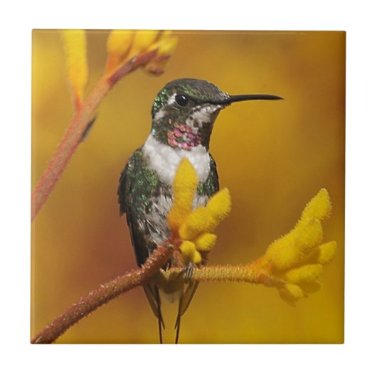 Goldenes Licht Fliese (Vorderseite)