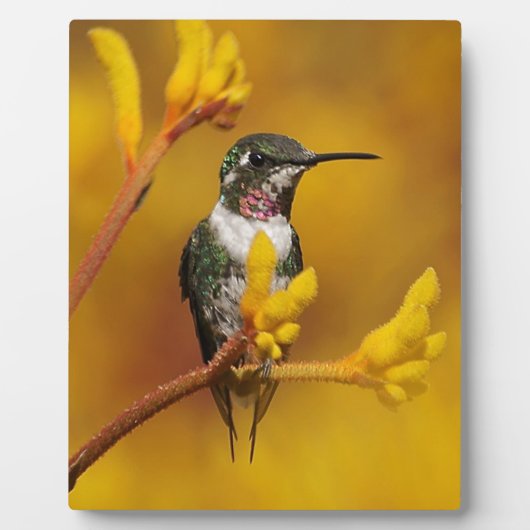 Goldenes Licht Fotoplatte (Vorderseite)