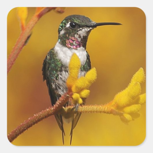 Goldenes Licht Quadratischer Aufkleber (Vorderseite)