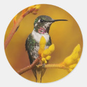 Goldenes Licht Runder Aufkleber (Vorderseite)