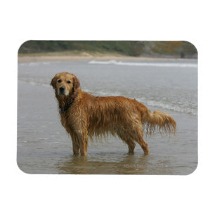 Goldenes Retreiver im Meer Magnet