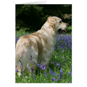 Goldenes Retreiver in den Blumen
