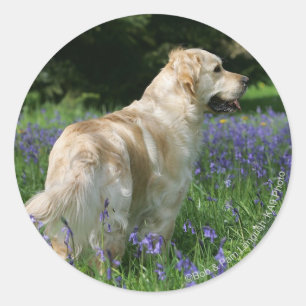 Goldenes Retreiver in den Blumen Runder Aufkleber