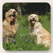 Goldenes Retreivers im Gras Untersetzer (Vorderseite)