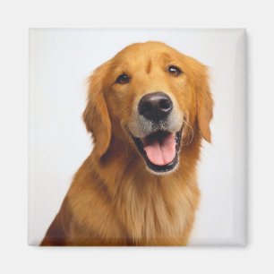Goldenes Retriever-Lächeln Magnet