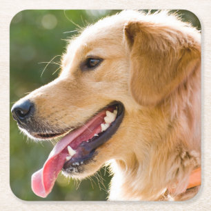 Goldenes Retriever-Profil mit Zunge-Out Rechteckiger Pappuntersetzer