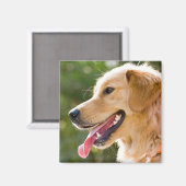 Goldenes Retriever-Profil mit Zungenausschnitt Magnet (Vorderseite/Rückseite)