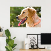 Goldenes Retriever-Profil mit Zungenausschnitt Poster (Heimbüro)