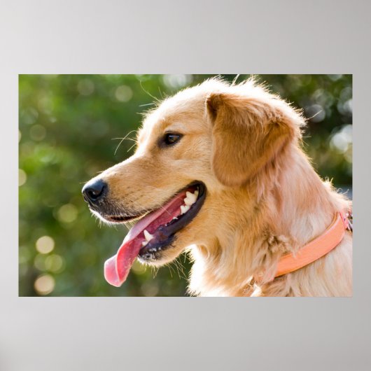 Goldenes Retriever-Profil mit Zungenausschnitt Poster (Vorne)