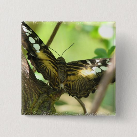 Goldenes Schmetterlings-Quadrat-Button Button (Vorderseite)